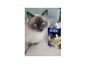 Ragdollkater - Mischlingskatzen - Bild 4