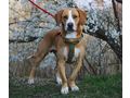 Boshko NOTFALL sterreich - Mischlingshunde - Bild 2