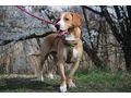 Boshko NOTFALL sterreich - Mischlingshunde - Bild 6