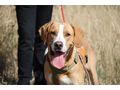 Boshko NOTFALL sterreich - Mischlingshunde - Bild 8