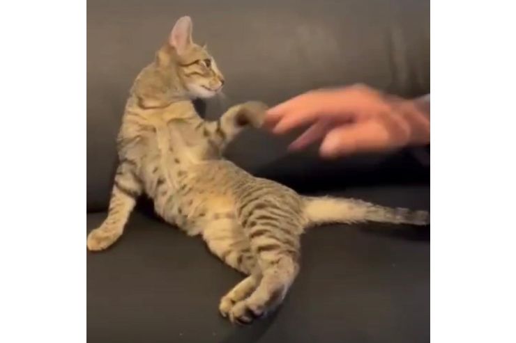 Zu verschenken Liebevolle Babykatze - Mischlingskatzen - Bild 1
