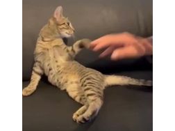 Zu verschenken Liebevolle Babykatze - Mischlingskatzen - Bild 1