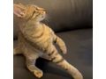 Zu verschenken Liebevolle Babykatze - Mischlingskatzen - Bild 3