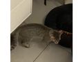 Zu verschenken Liebevolle Babykatze - Mischlingskatzen - Bild 8