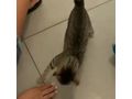 Zu verschenken Liebevolle Babykatze - Mischlingskatzen - Bild 9