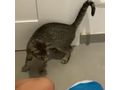 Zu verschenken Liebevolle Babykatze - Mischlingskatzen - Bild 11