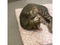 Zu verschenken Liebevolle Babykatze - Mischlingskatzen - Bild 4