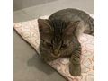 Zu verschenken Liebevolle Babykatze - Mischlingskatzen - Bild 6