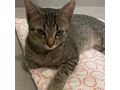 Zu verschenken Liebevolle Babykatze - Mischlingskatzen - Bild 2