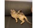 Zu verschenken Liebevolle Babykatze - Mischlingskatzen - Bild 10