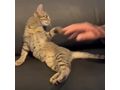 Zu verschenken Liebevolle Babykatze - Mischlingskatzen - Bild 1