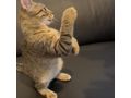 Zu verschenken Liebevolle Babykatze - Mischlingskatzen - Bild 5