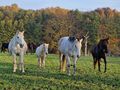 Einstellpltze Pensionspferde - Einstellpltze - Bild 3