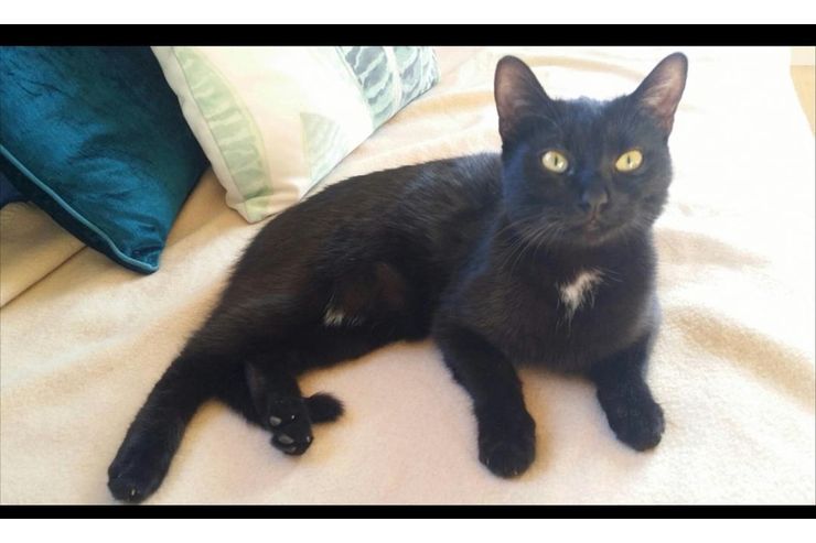Katze Kater verschenken Freigangplatz - Mischlingskatzen - Bild 1