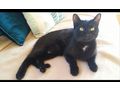 Katze Kater verschenken Freigangplatz - Mischlingskatzen - Bild 1