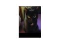 Katze Kater verschenken Freigangplatz - Mischlingskatzen - Bild 4