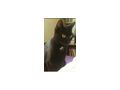 Katze Kater verschenken Freigangplatz - Mischlingskatzen - Bild 5