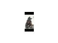 Katze Kater verschenken Freigangplatz - Mischlingskatzen - Bild 6