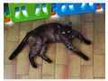 Katze Kater verschenken Freigangplatz - Mischlingskatzen - Bild 3
