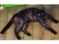Katze Kater verschenken Freigangplatz - Mischlingskatzen - Bild 2