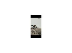 Kater abzugeben - Mischlingskatzen - Bild 1