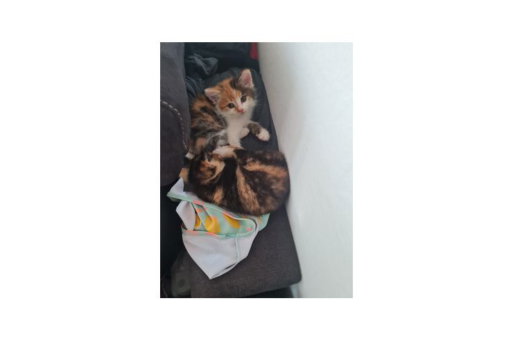 Katzen verkaufen - Mischlingskatzen - Bild 1
