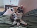 Katzen verkaufen - Mischlingskatzen - Bild 3