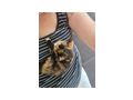 Katzen verkaufen - Mischlingskatzen - Bild 6