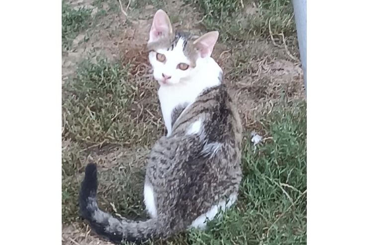 Ser verspielter Kater Zuhause - Mischlingskatzen - Bild 1