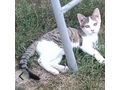 Ser verspielter Kater Zuhause - Mischlingskatzen - Bild 2