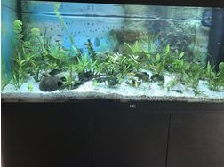 JUWEL RIO LED - Aquarien - Bild 1