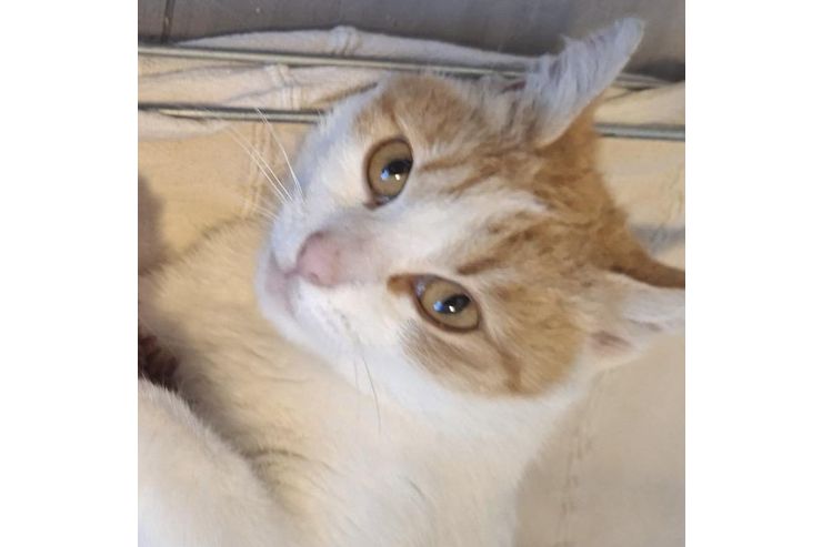 KITTY liebevolles Zuhause - Mischlingskatzen - Bild 1