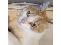 KITTY liebevolles Zuhause - Mischlingskatzen - Bild 1