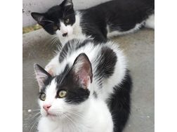 liebevolle Kater liebevolles Zuhause - Mischlingskatzen - Bild 1