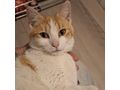 KITTY liebevolles Zuhause - Mischlingskatzen - Bild 6