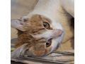 KITTY liebevolles Zuhause - Mischlingskatzen - Bild 12