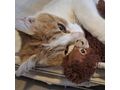 KITTY liebevolles Zuhause - Mischlingskatzen - Bild 13