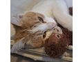 KITTY liebevolles Zuhause - Mischlingskatzen - Bild 14
