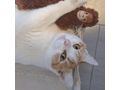 KITTY liebevolles Zuhause - Mischlingskatzen - Bild 4