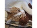 KITTY liebevolles Zuhause - Mischlingskatzen - Bild 5