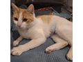 KITTY liebevolles Zuhause - Mischlingskatzen - Bild 7