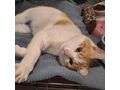 KITTY liebevolles Zuhause - Mischlingskatzen - Bild 8