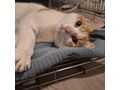 KITTY liebevolles Zuhause - Mischlingskatzen - Bild 9
