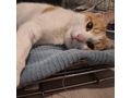 KITTY liebevolles Zuhause - Mischlingskatzen - Bild 10