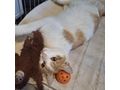 KITTY liebevolles Zuhause - Mischlingskatzen - Bild 11