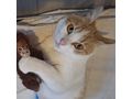 KITTY liebevolles Zuhause - Mischlingskatzen - Bild 3