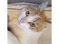 KITTY liebevolles Zuhause - Mischlingskatzen - Bild 1