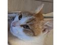 KITTY liebevolles Zuhause - Mischlingskatzen - Bild 2