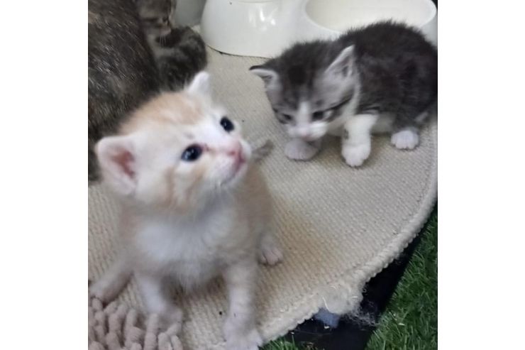 Babykatzen Zuhause - Mischlingskatzen - Bild 1