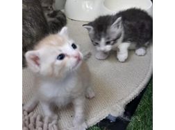 Babykatzen Zuhause - Mischlingskatzen - Bild 1